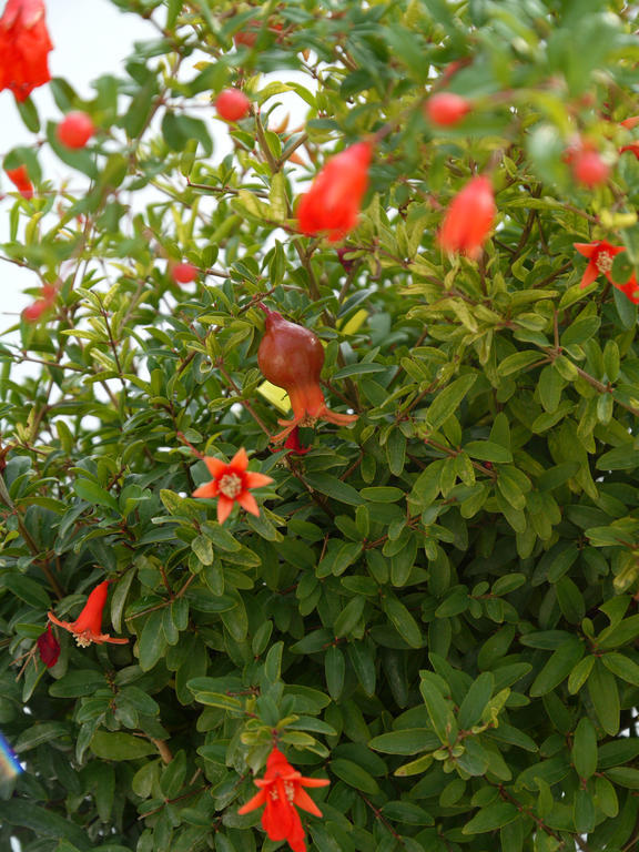 Il Giardino Delle Sete Bed and Breakfast Mesagne Εξωτερικό φωτογραφία